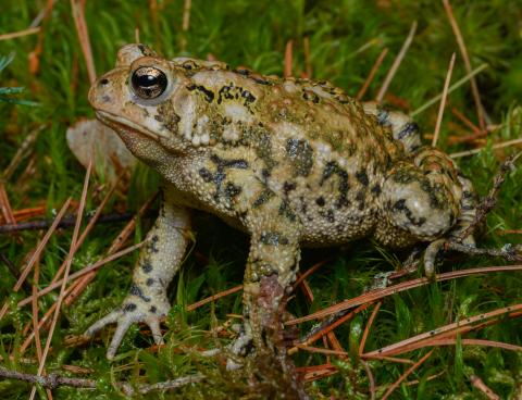 A brown toad sitting on the ground with a background of grass.
