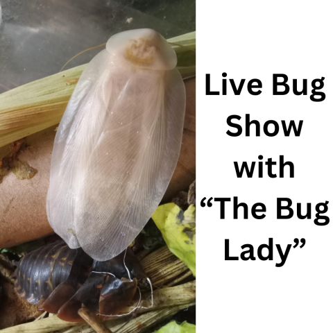 Live Bug Show with the Bug Lady