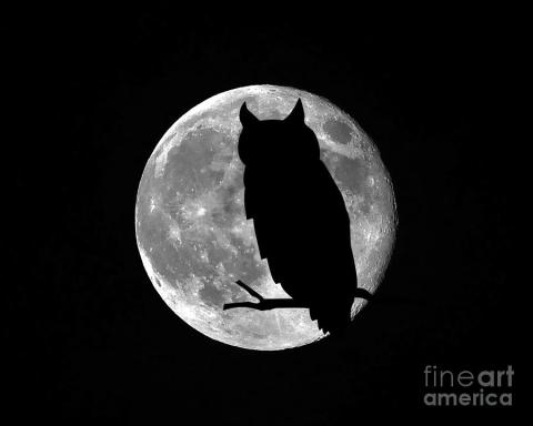 A full moon with the silhouette of a great horned owl.