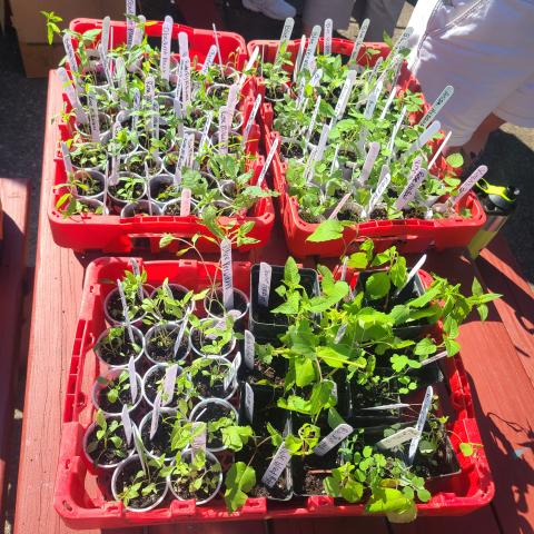 Rows of seedling plants with identification tags in red bins.