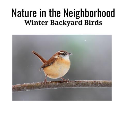 A Carolina Wren (bird) sits and a branch with snowflakes on the branch