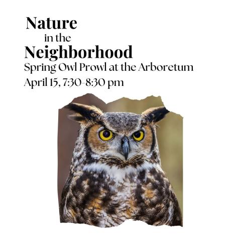 Large , brown and white owl with ear tufts and yellow eyes