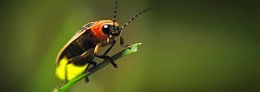 A firefly resting on a blade of grass