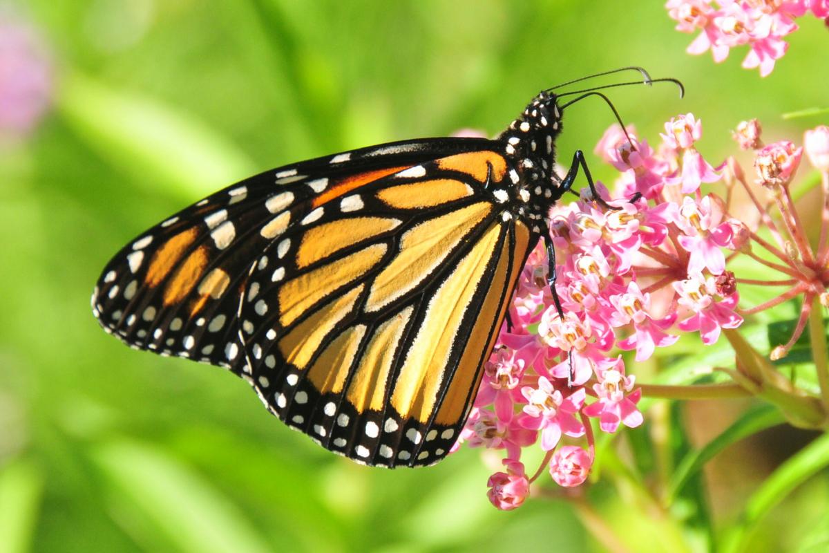 Photo of a monarch butterfly, which is orange and black, resting on a pink milkweed flower.