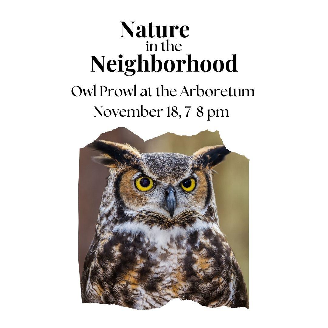 Picture of a great horned owl looking at the camera